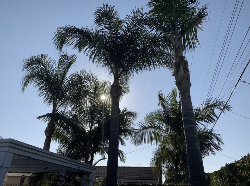 Gallery image - work by AR Tree Service & Landscaping Inc. in Anaheim, CA