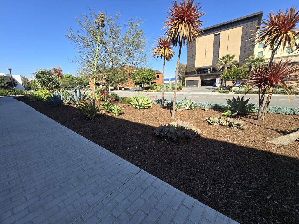 Gallery image - work by SUAZO LANDSCAPE INC in Anaheim, CA
