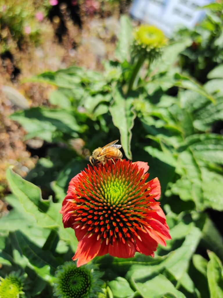 Gallery image - work by Wyntour Gardens in Redding, CA