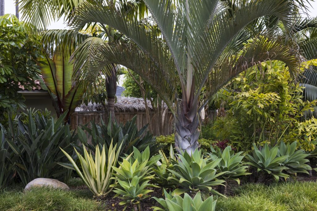 Gallery image - work by Cleator Landscape Design in San Diego, CA