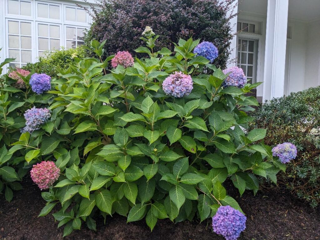Gallery image - work by 855-RILAWNS in North Kingstown, RI