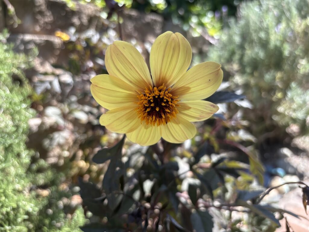 Gallery image - work by Socal Landscape & Gardening in Los Angeles, CA